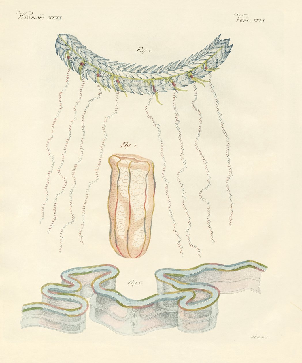 Hermosas medusas peine de German School