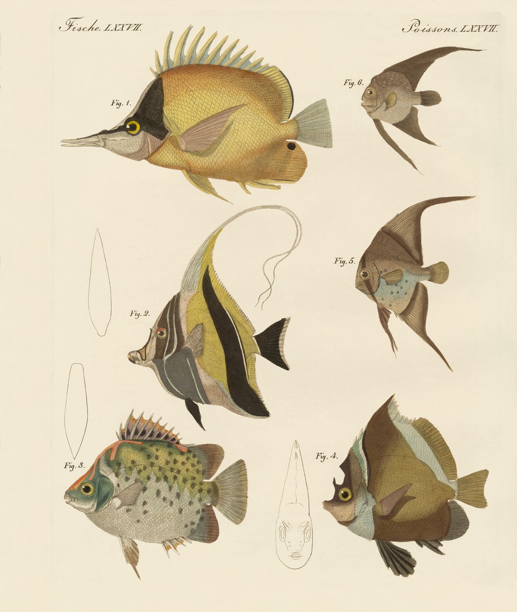 Hermosos peces de German School