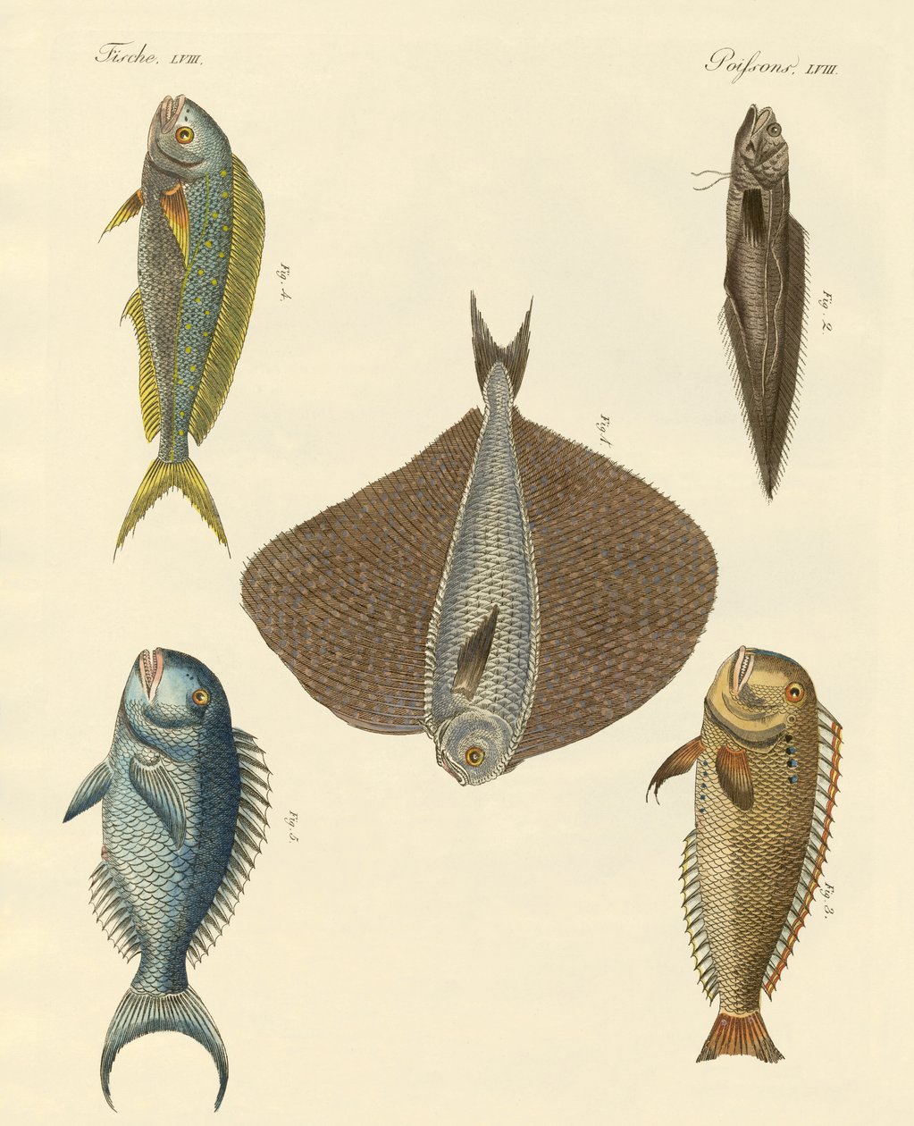 Peces hermosos de German School