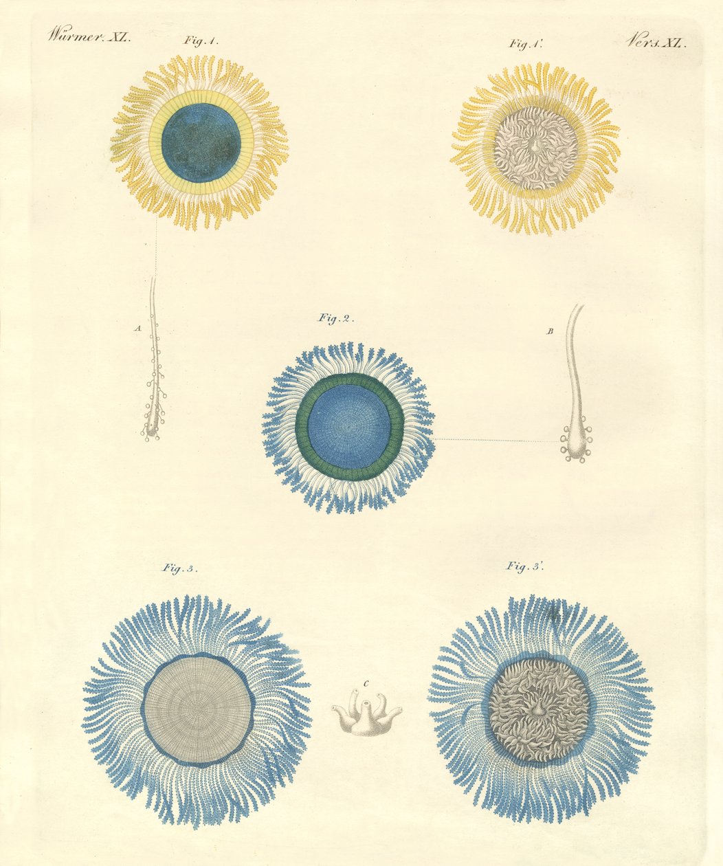 Hermosas medusas de German School