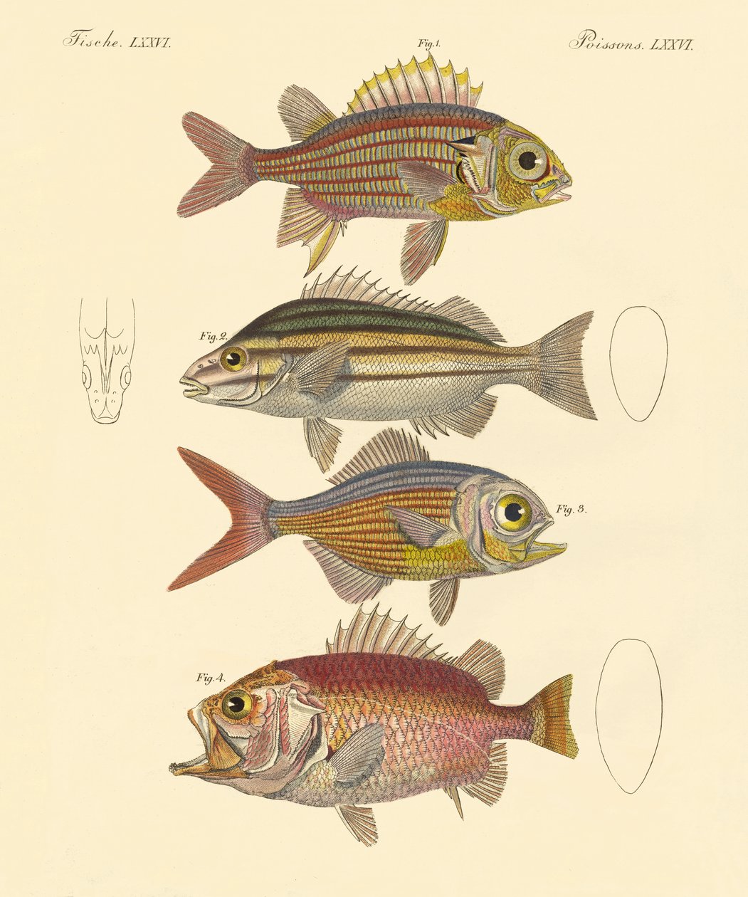 Hermosos peces tipo lubina de German School