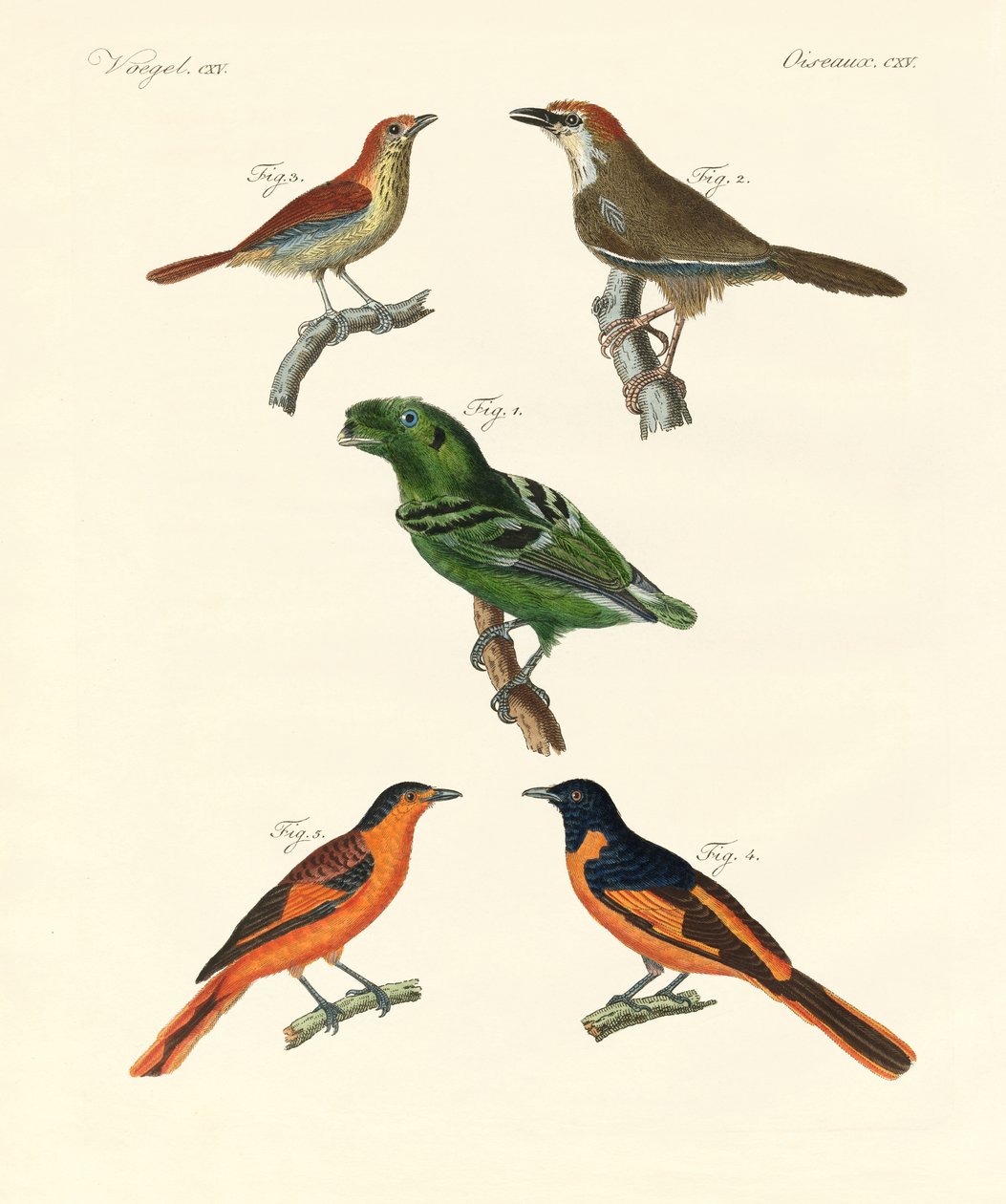 Aves extranjeras hermosas y extrañas de German School