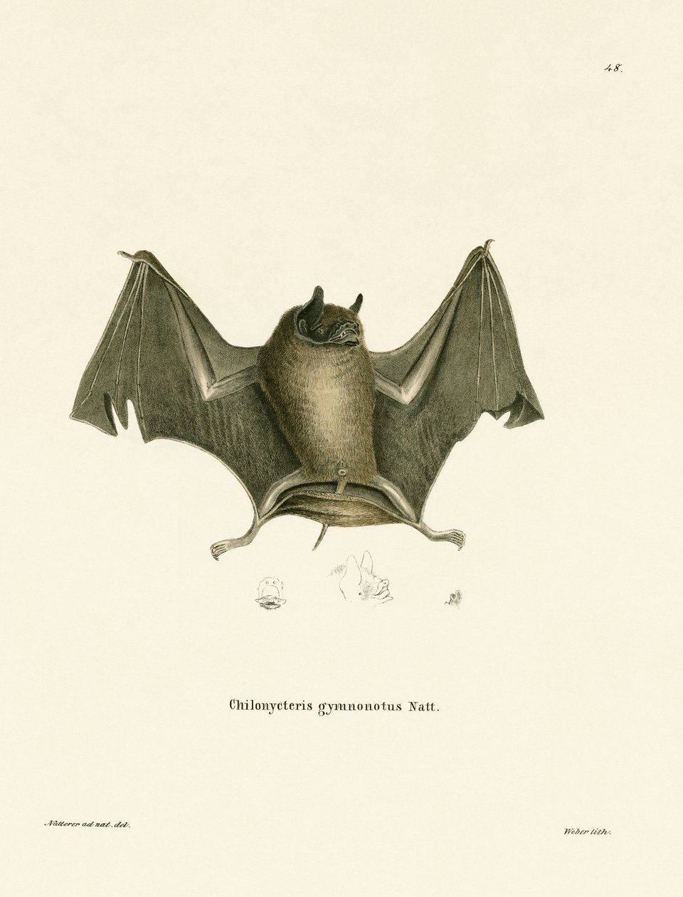 Murciélago Grande de Espalda Desnuda de German School