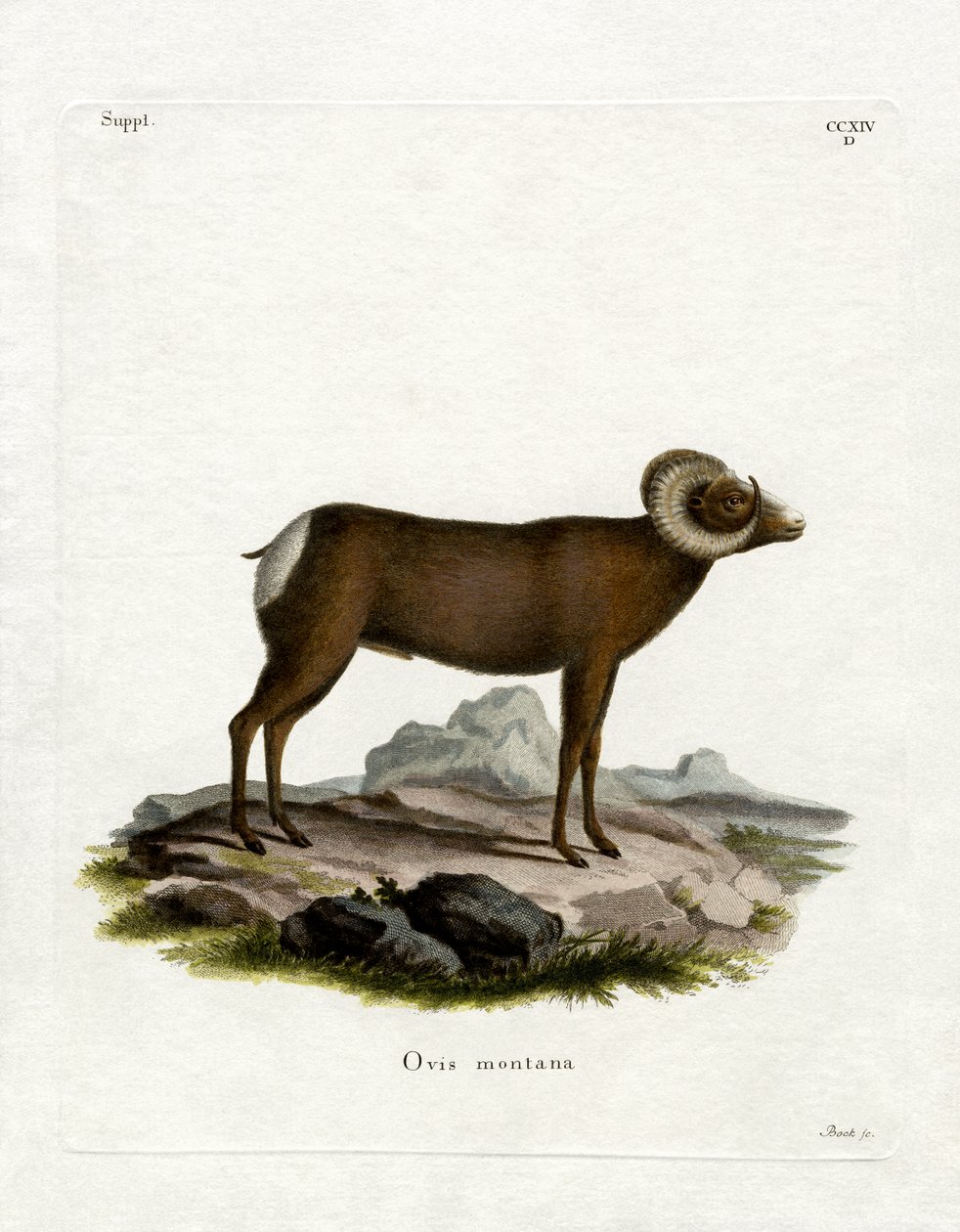 Carnero de las Rocosas de German School