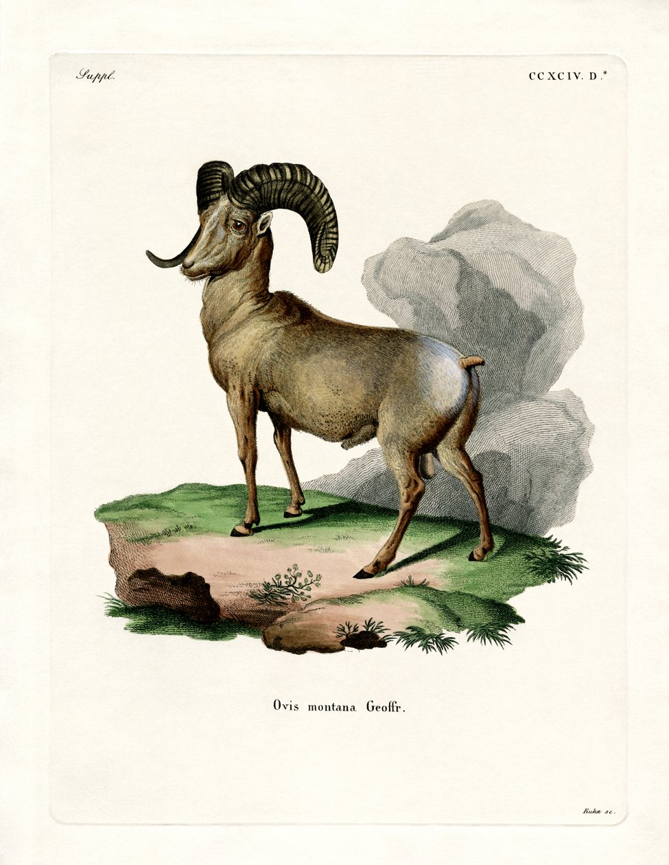 Carnero de las Rocosas de German School