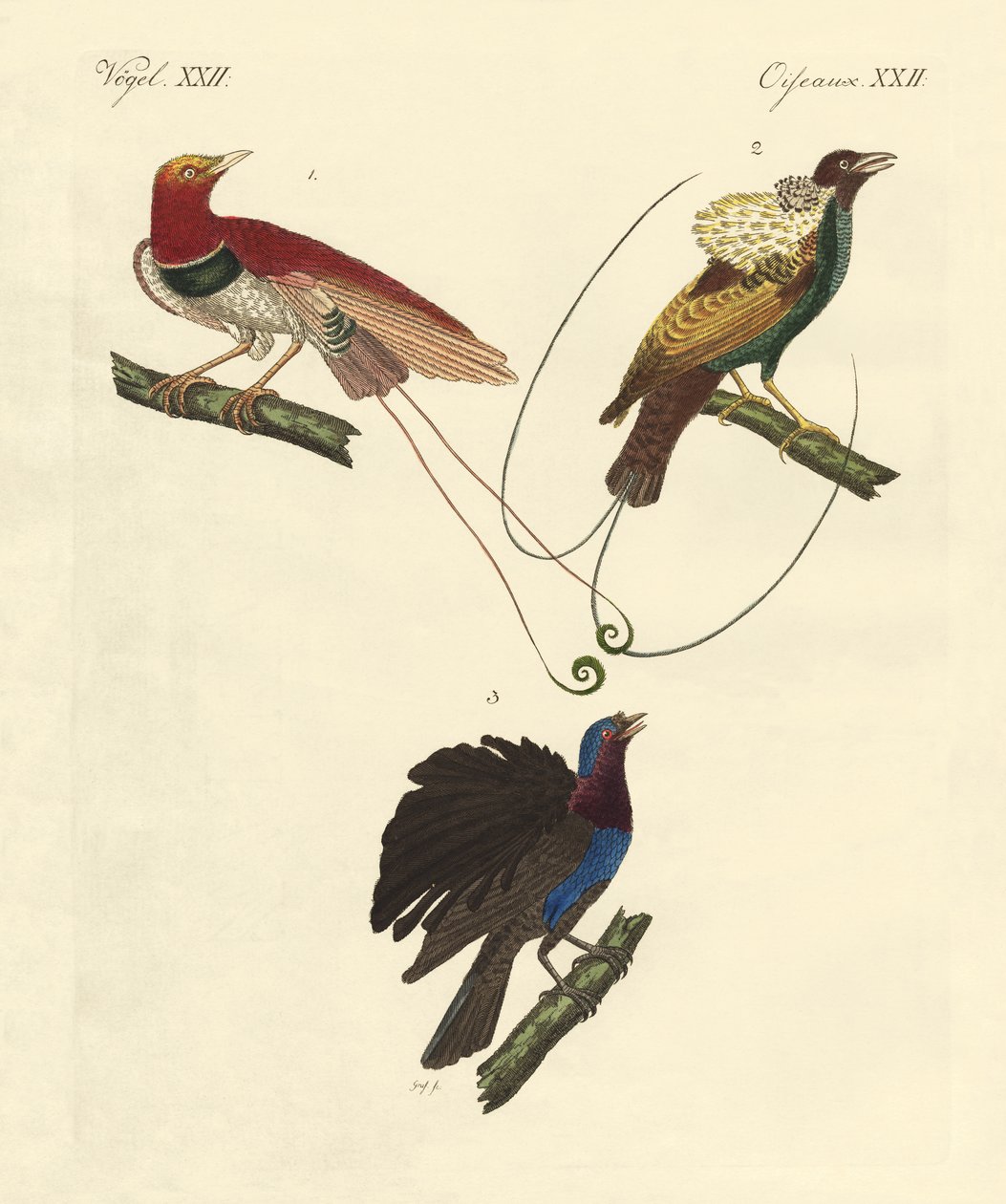 Aves del paraíso de German School