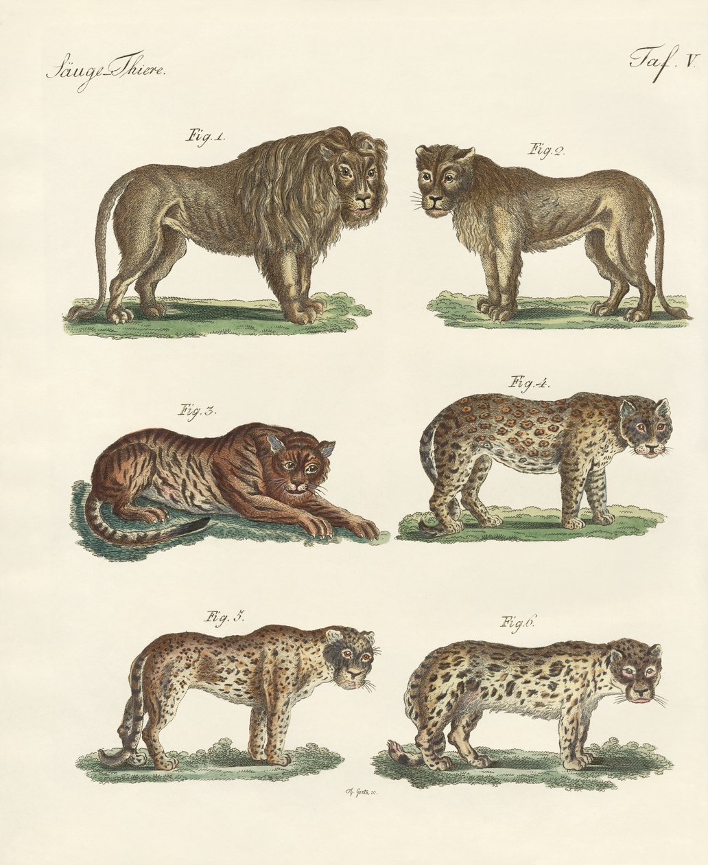 Animales mordedores de German School