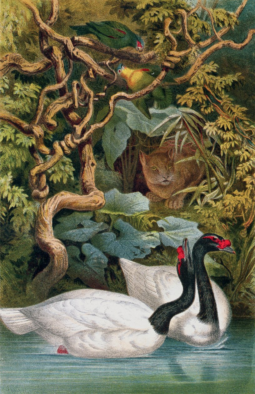 Cisne de cuello negro, lámina de Brehms Tierleben: Allgemeine Kunde des Tierreichs, vol.6, p.598, publicado por Bibliographisches Institut, 1892 de German School