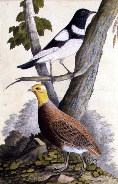 Zorzal de garganta negra (Turdus ruficollis) y perdiz (Perdix perdix), c.1740 de German School