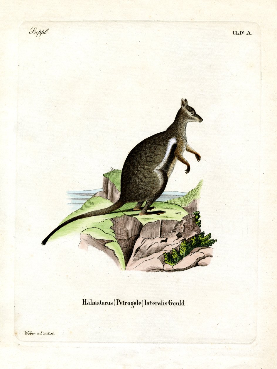 Wallaby de roca de pies negros de German School