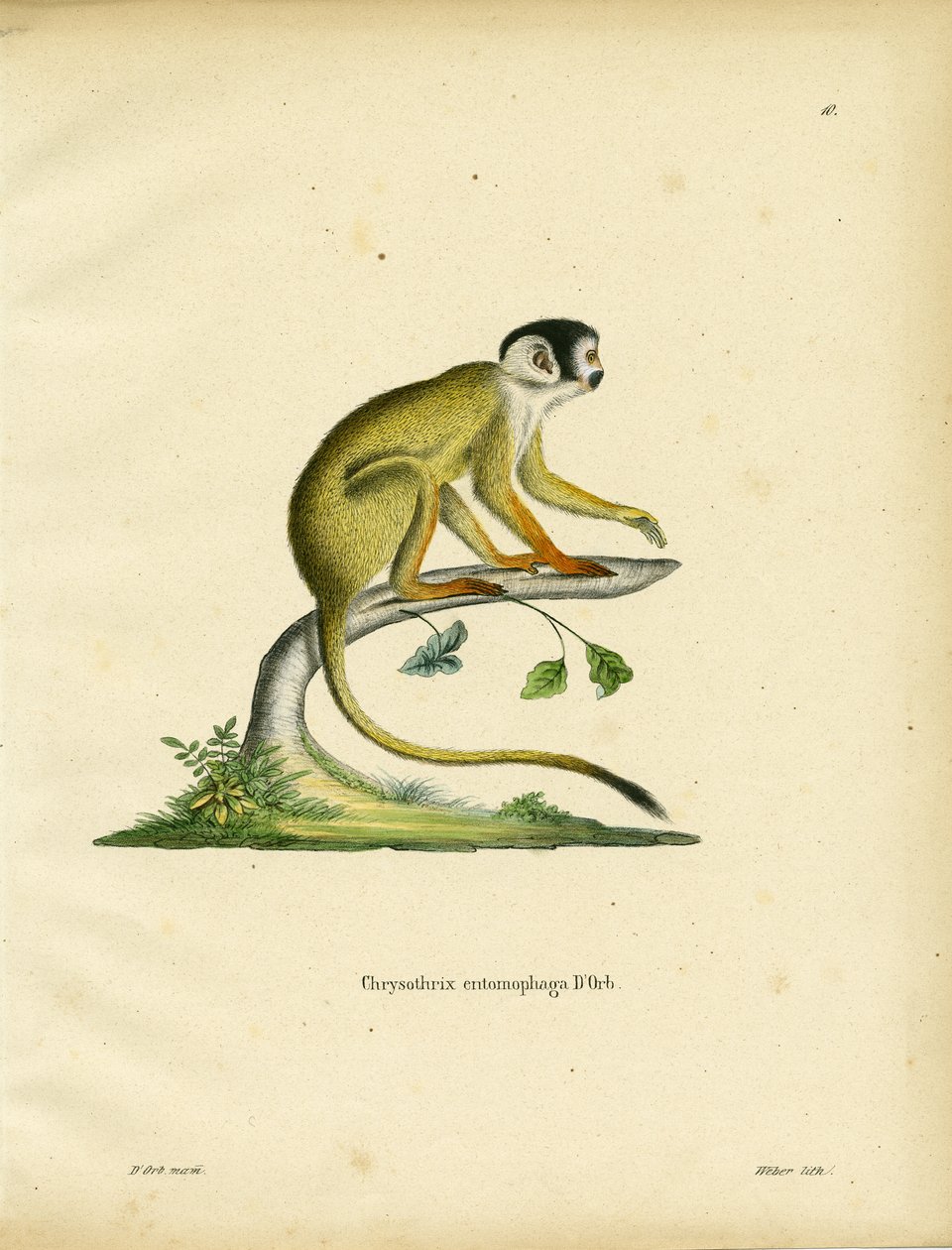 Mono Ardilla de Cabeza Negra de German School