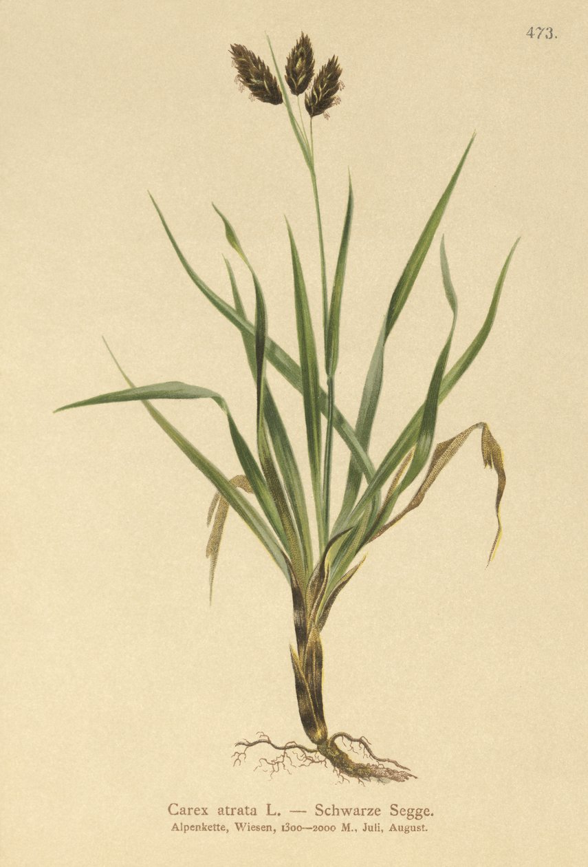 Juncia Alpina Negra (Carex atrata) de German School