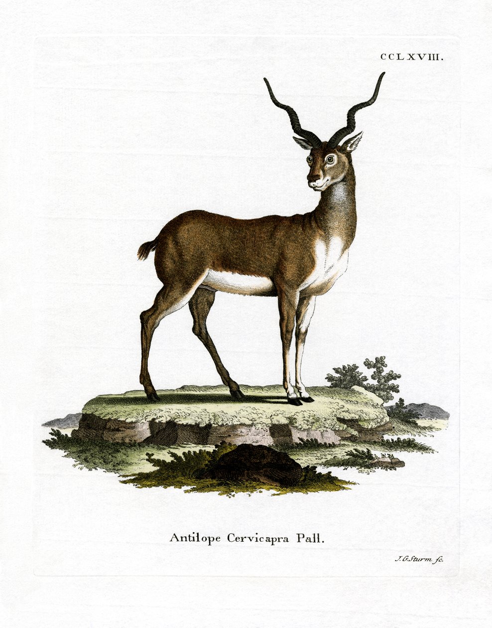 Antílope Negro de German School