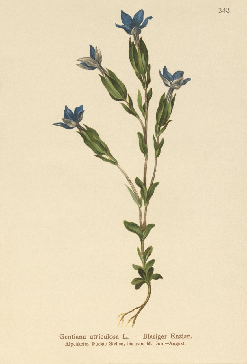 Genciana de vejiga (Gentiana utriculosa) de German School