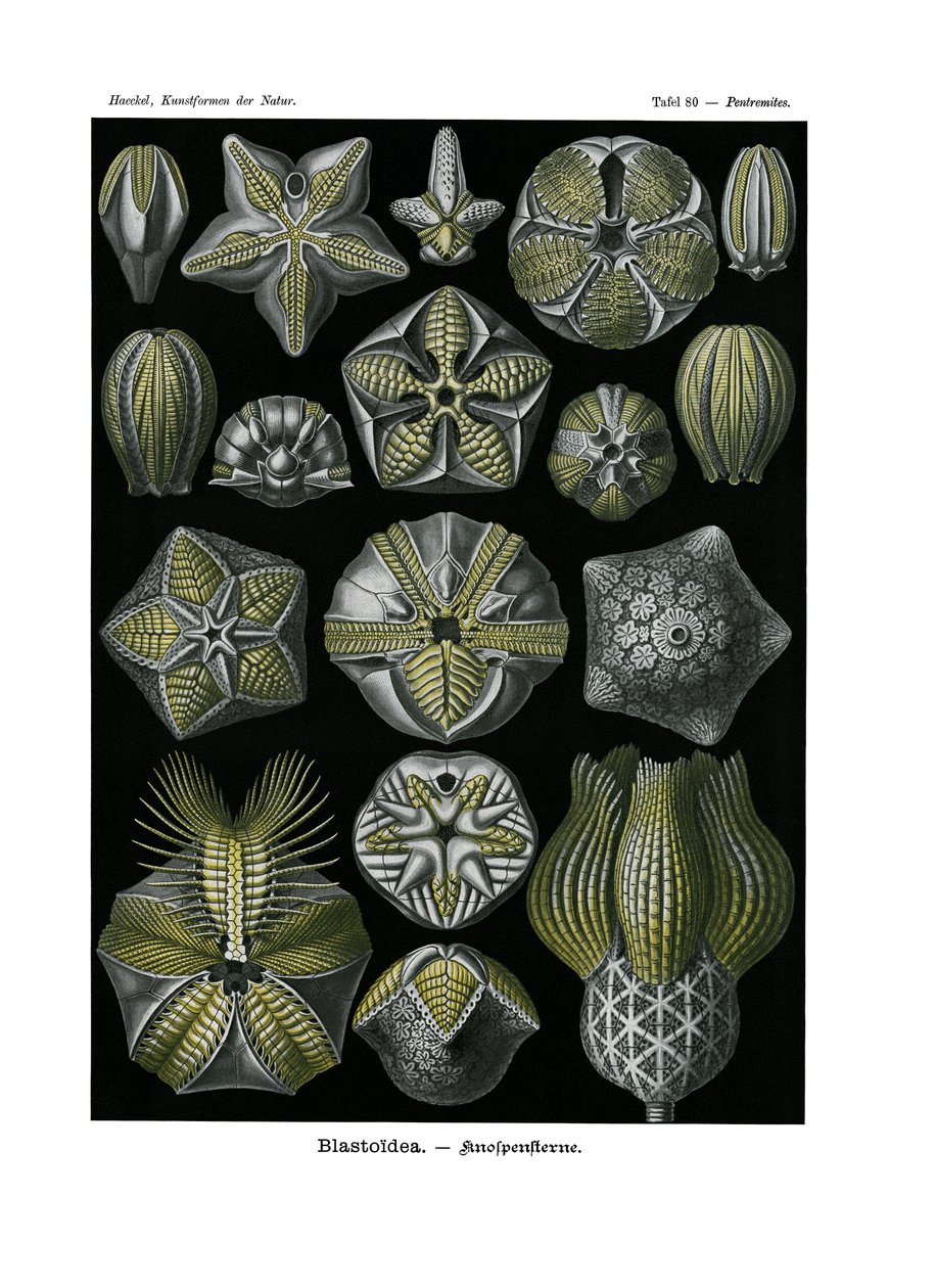 Blastoidea de German School