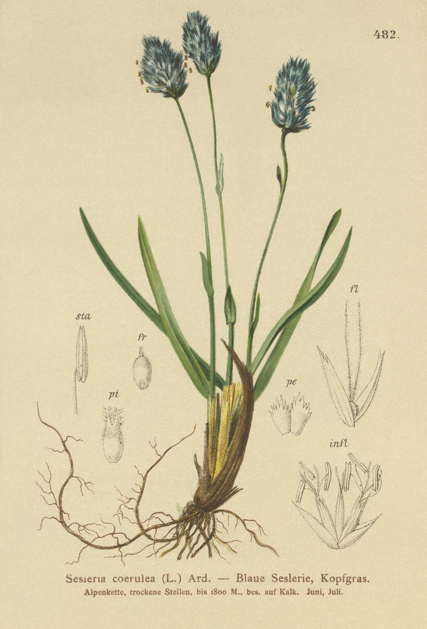 Hierba de Páramo Azul (Sesleria caerulea, Sesleria uliginosa) de German School