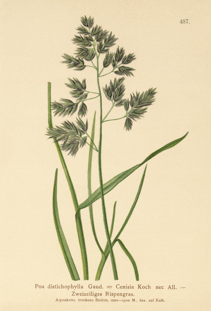 Poa distichophylla, Poa Cenisia, Poa contracta, Poa fontqueri, Poa oreophila, Poa psychrophila de German School