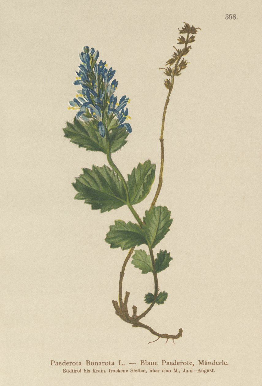Paederota azulada (Paederota Bonarota) de German School