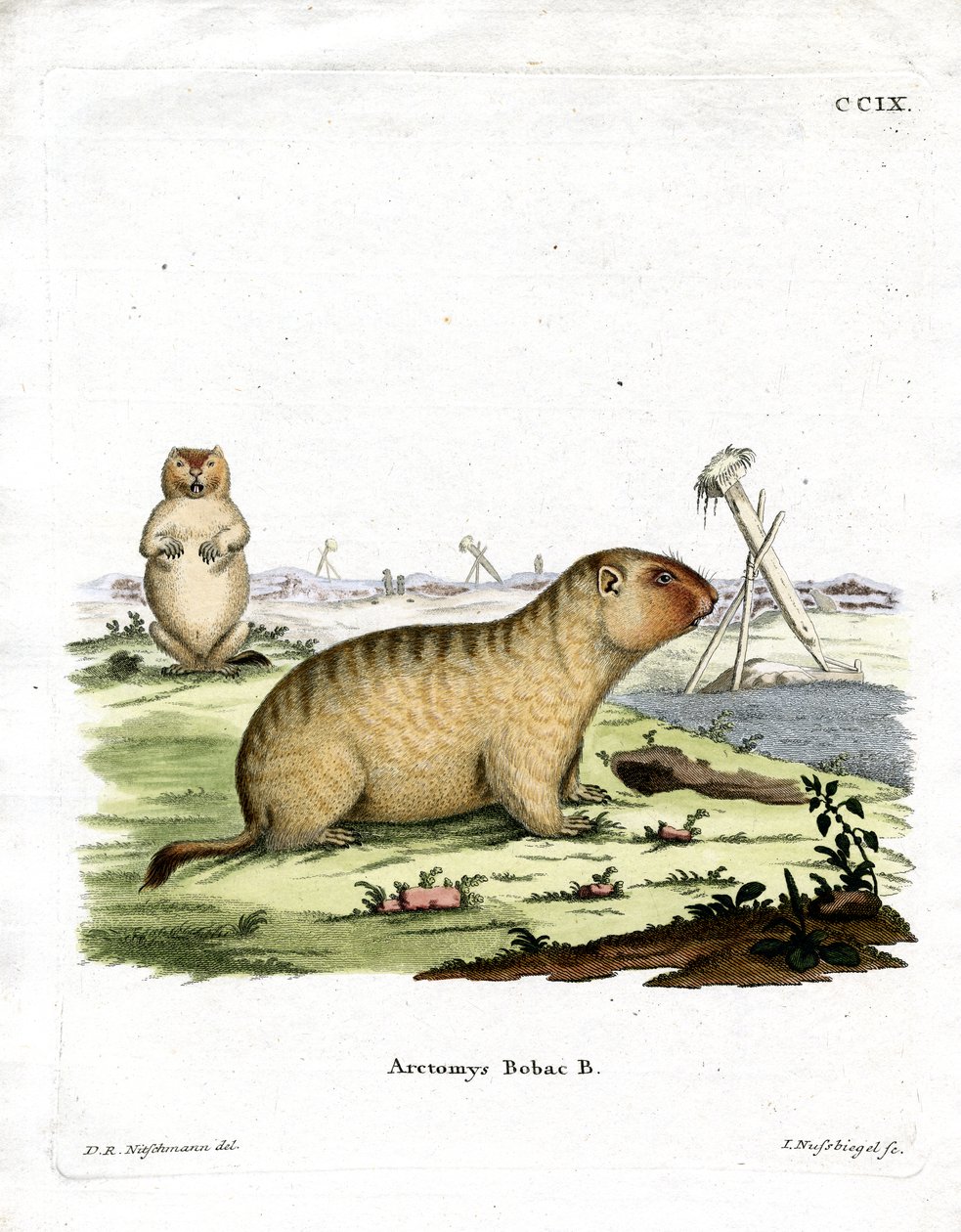 Marmota Bobac de German School