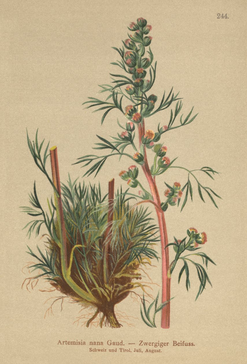 Ajenjo boreal (Artemisia nana, Artemisia borealis) de German School