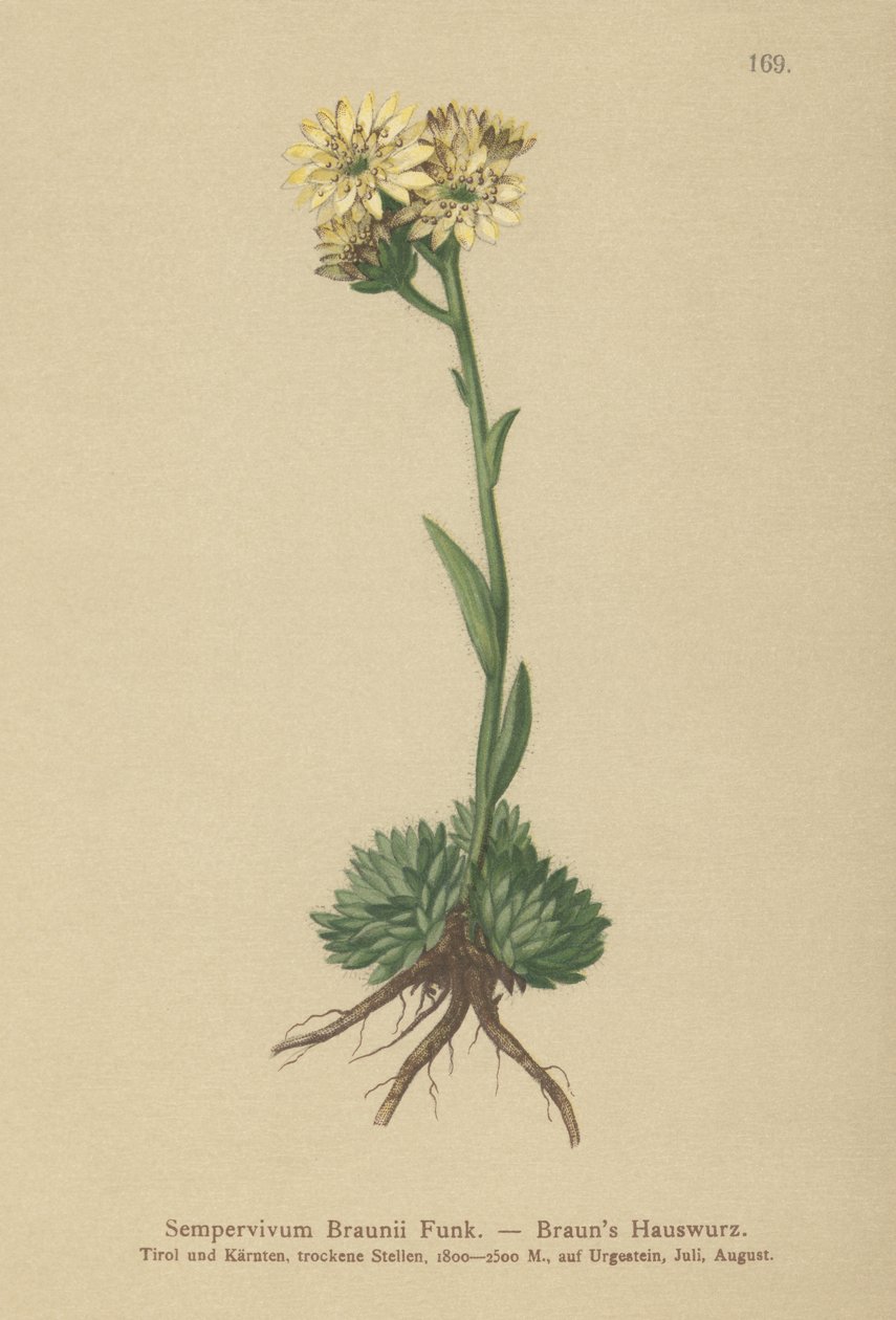 Gallinas y pollitos de Braun (Sempervivum Braunii) de German School
