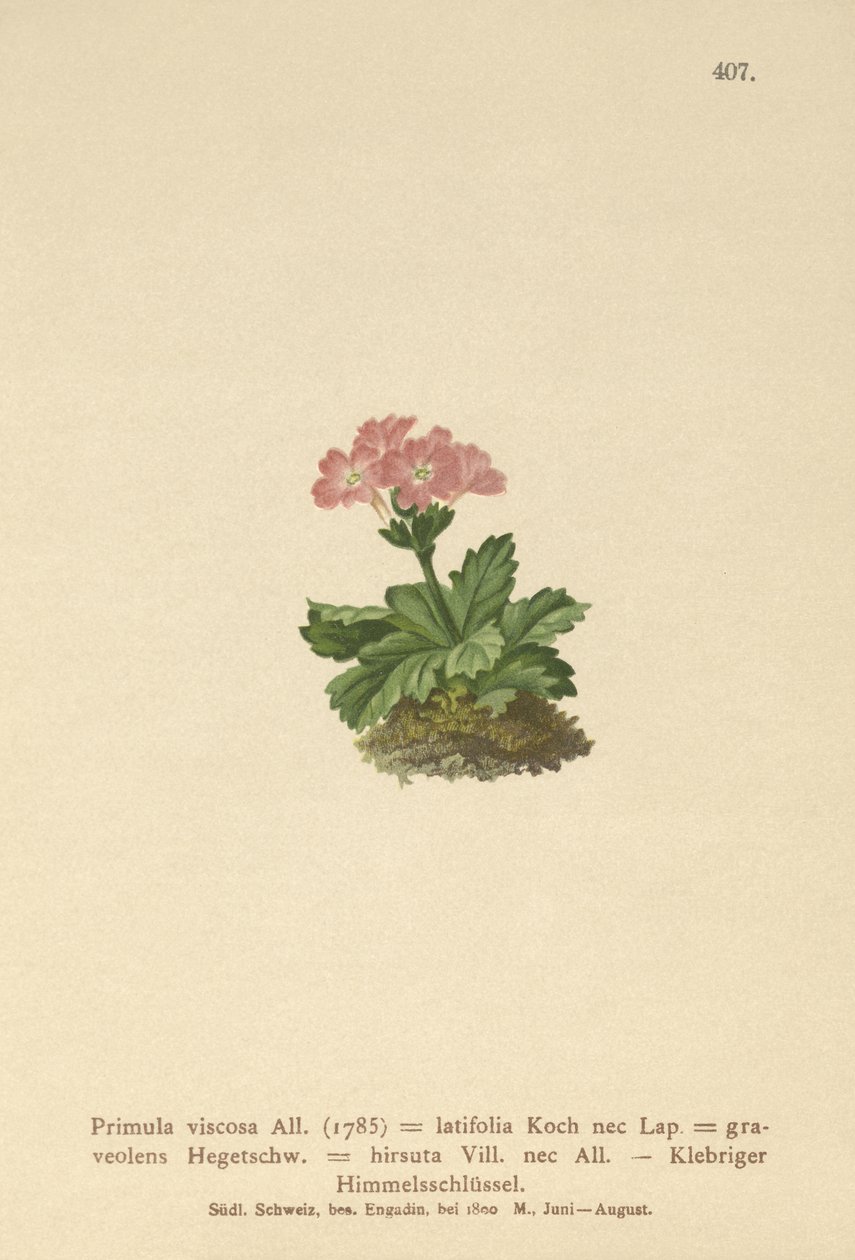 Primavera de hoja ancha (Primula viscosa, Primula latifolia, Primula hirsuta) de German School