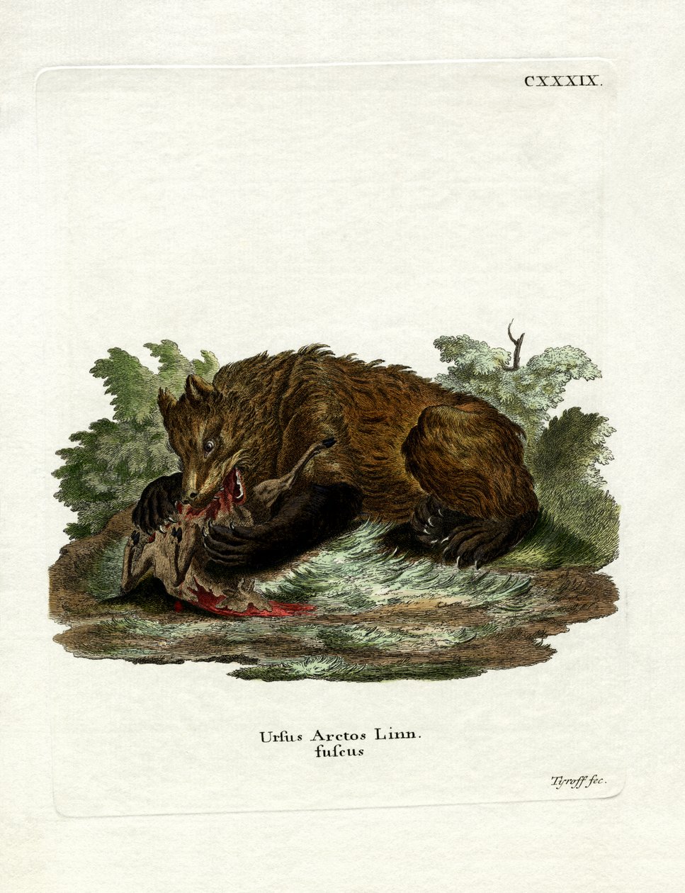Oso pardo de German School
