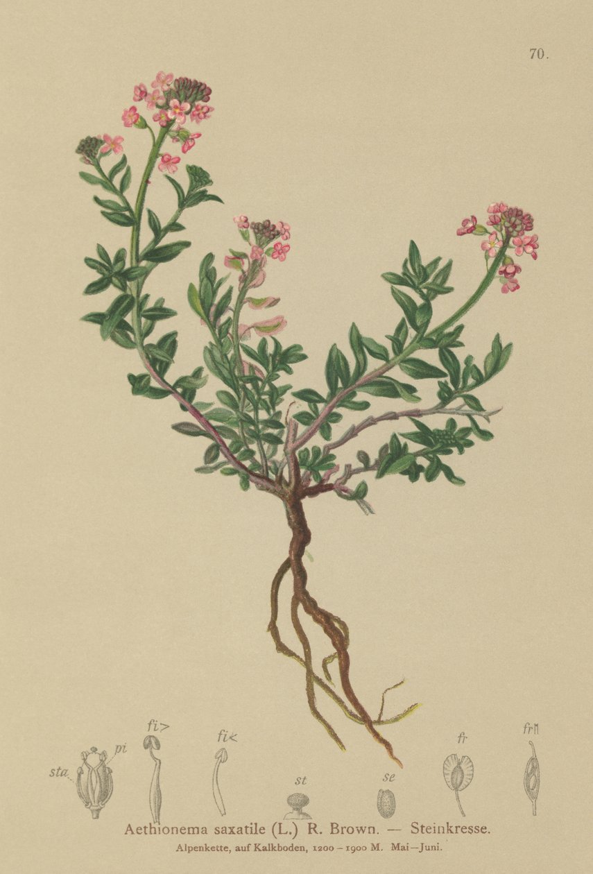 Iberis quemada (Aethionema saxatile, Thlaspi saxatile) de German School