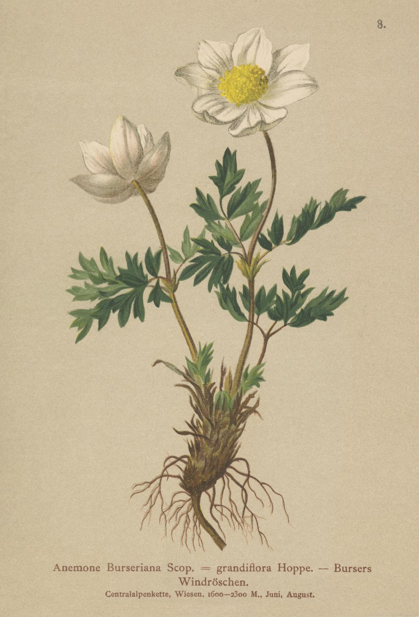 Anémona de Bursers (Anemone Burseriana, Anemone grandiflora) de German School