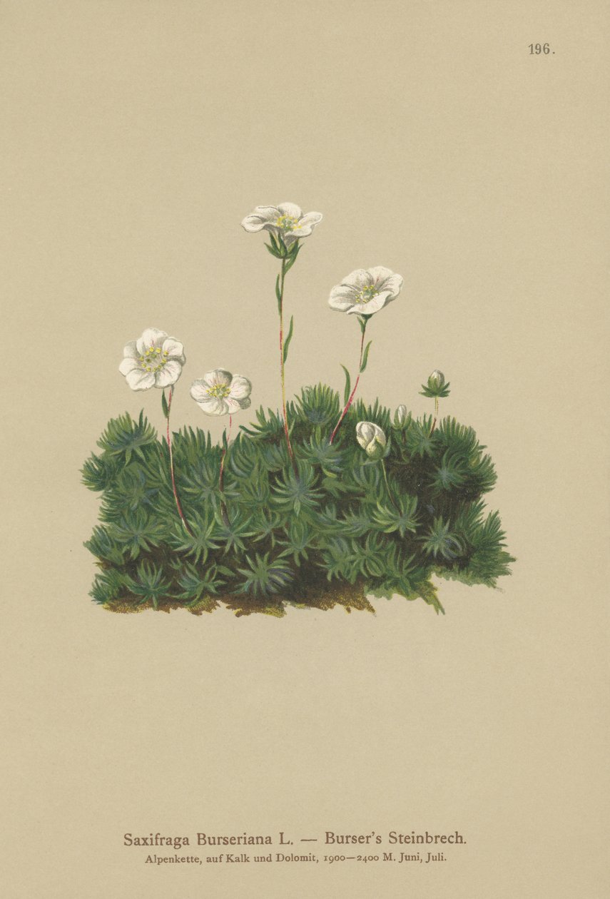 Saxífraga de Burser (Saxifraga Burseriana) de German School