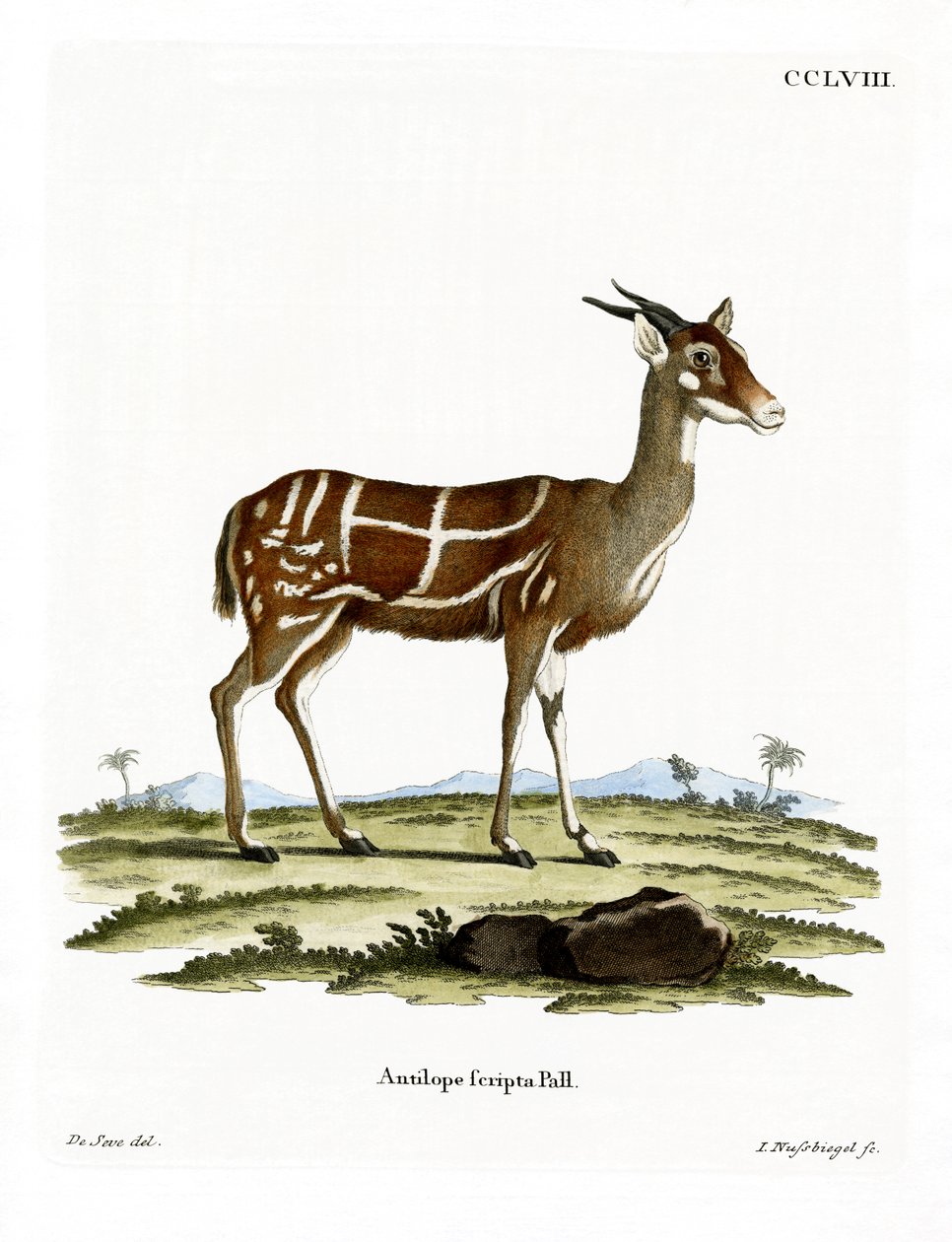 Antílope Bushbuck de German School