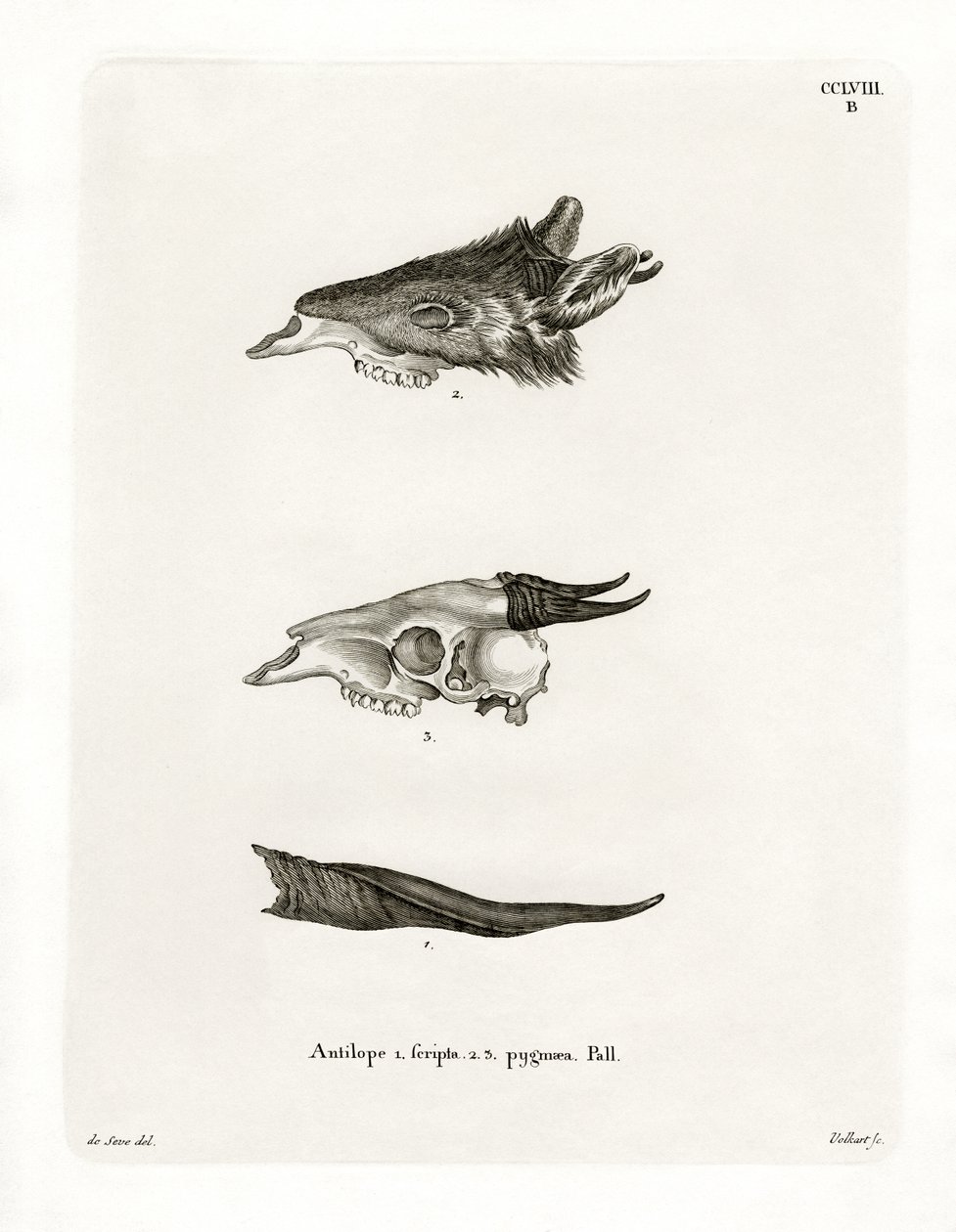 Cuernos de bushbuck de German School