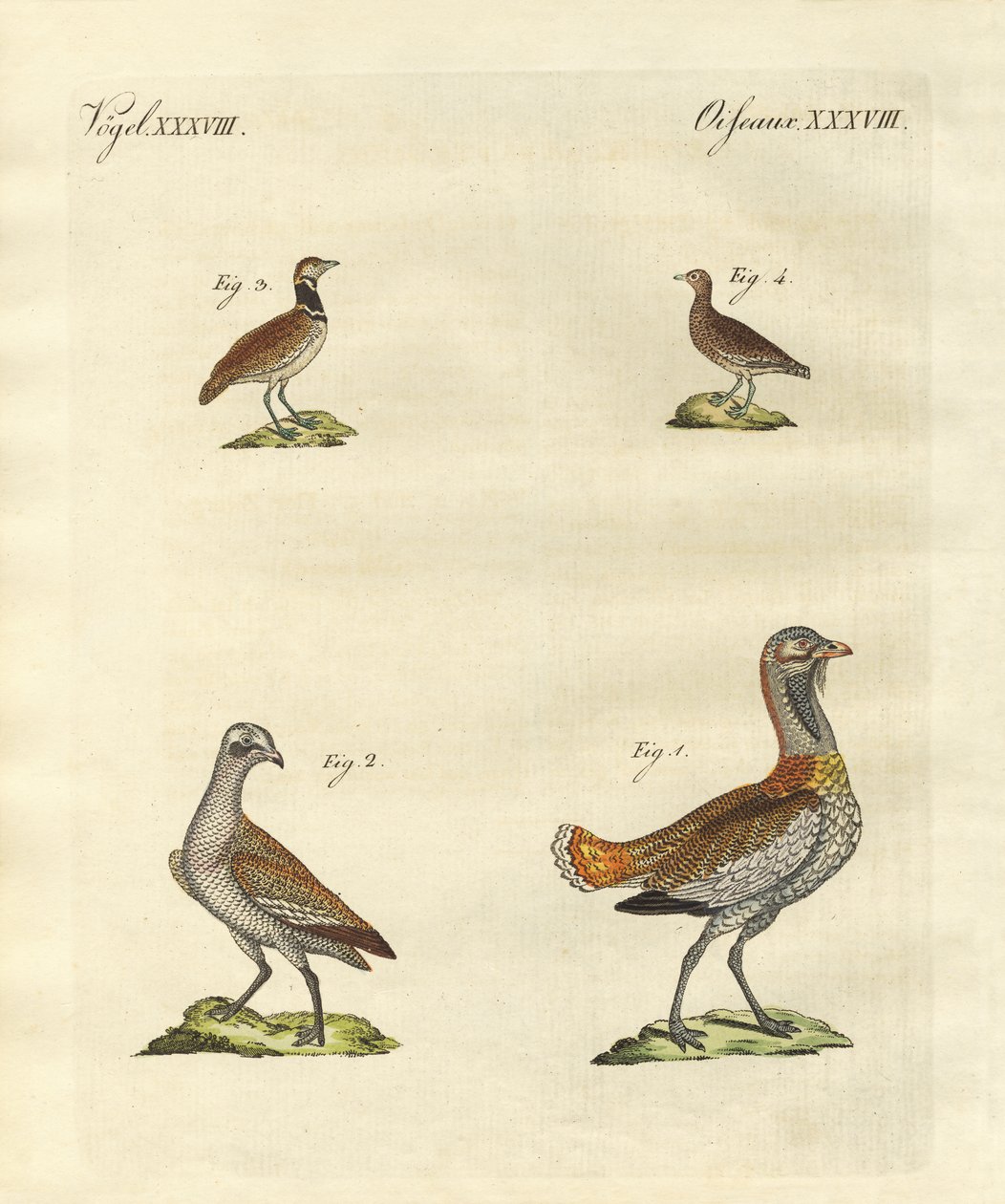 Avutardas de German School