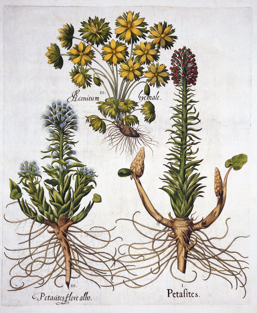 Petasitas y acónito de invierno, de Hortus Eystettensis, por Basil Besler, pub. 1613 de German School