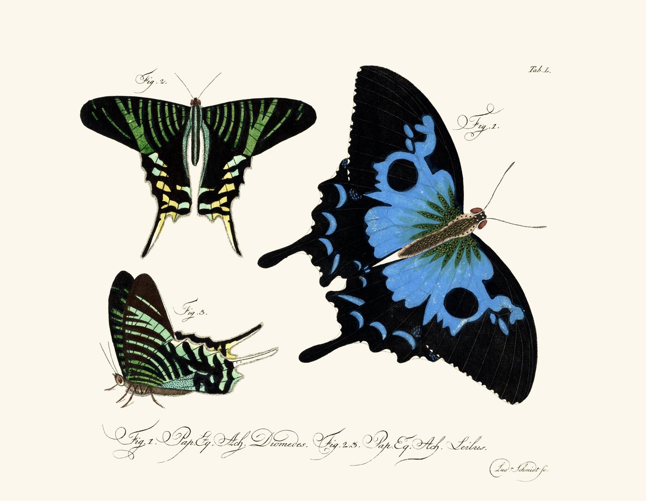 Mariposas de German School