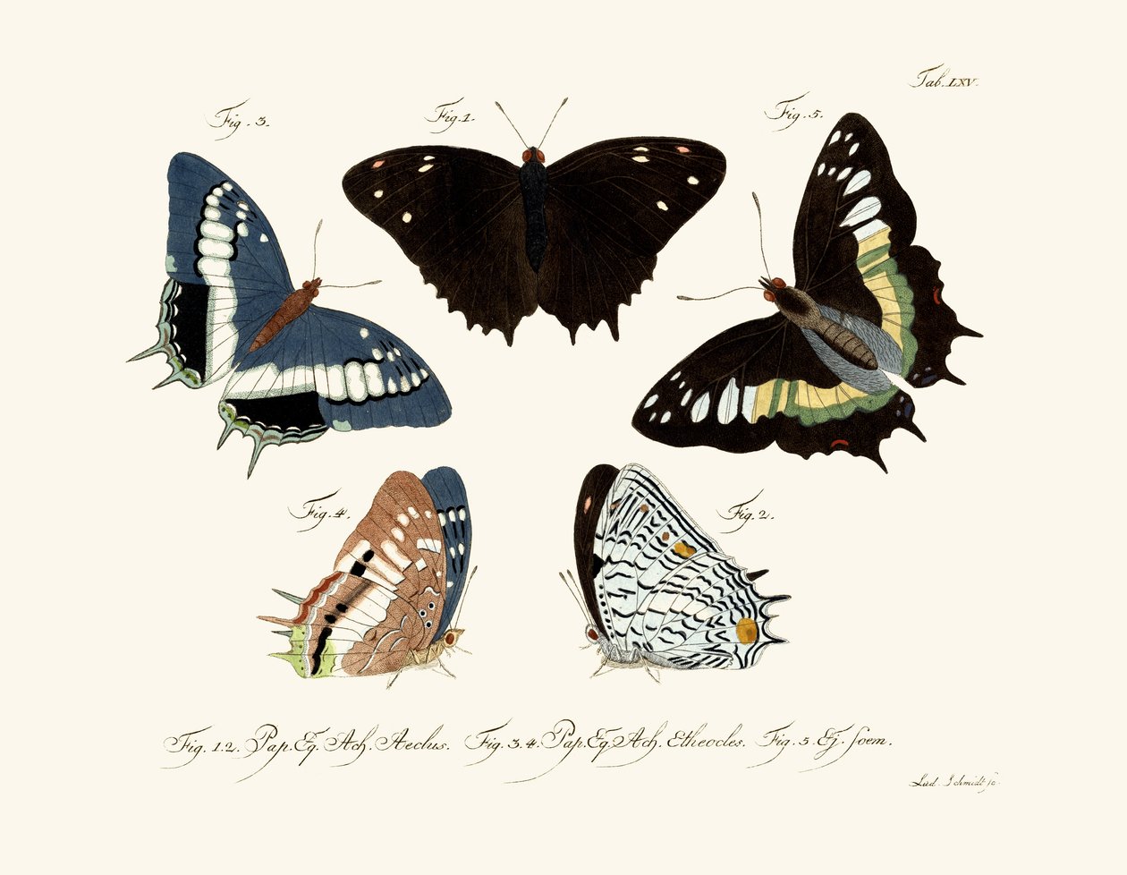 Mariposas de German School