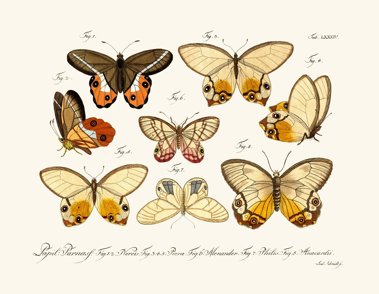 Mariposas de German School