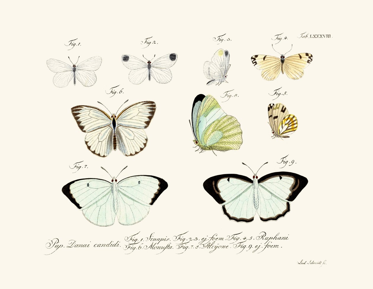 Mariposas de German School