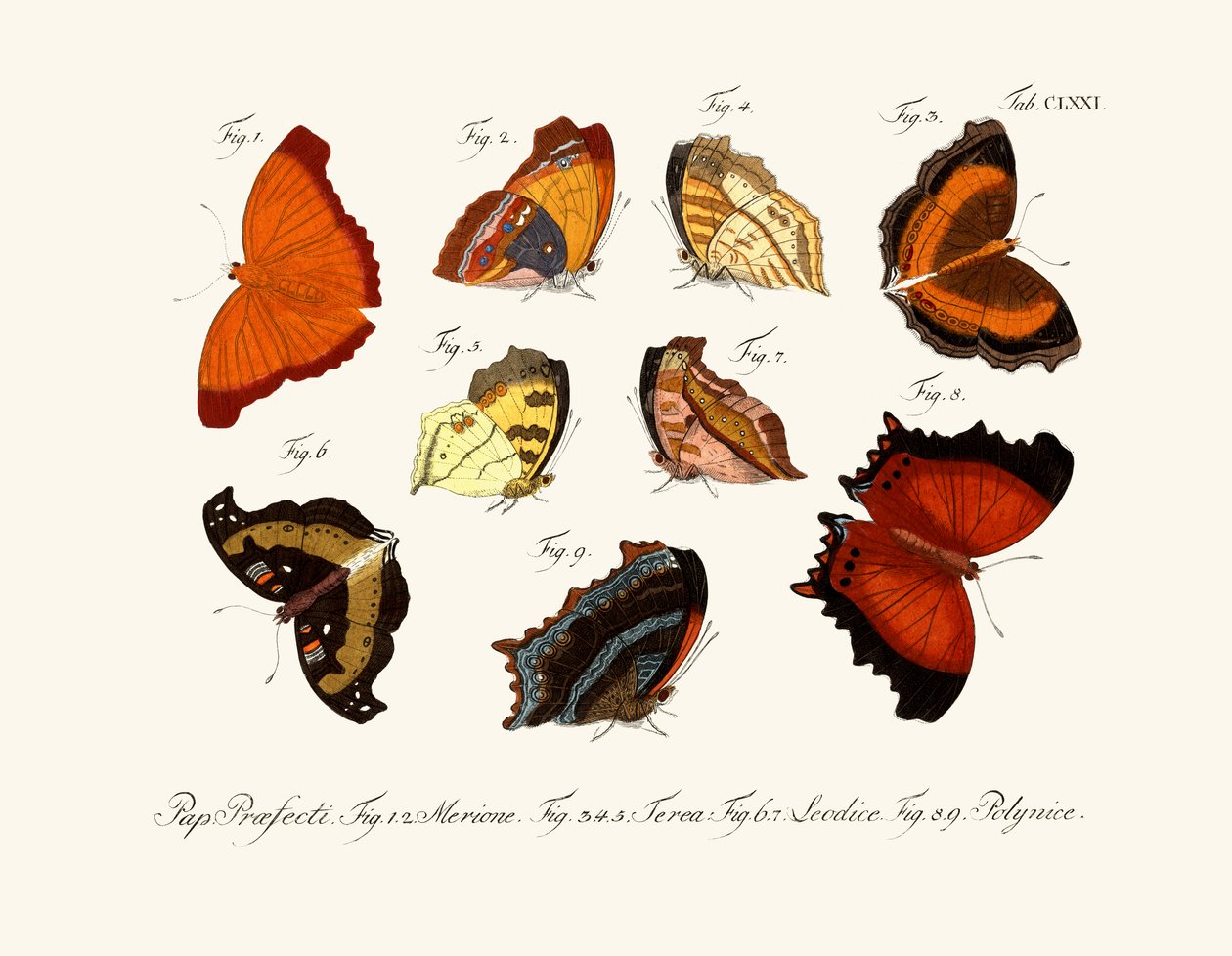 Mariposas de German School