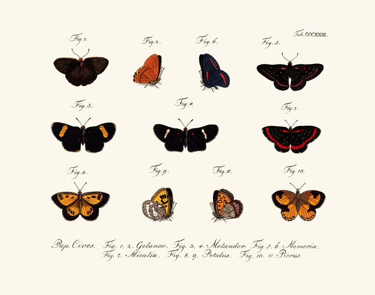 Mariposas de German School