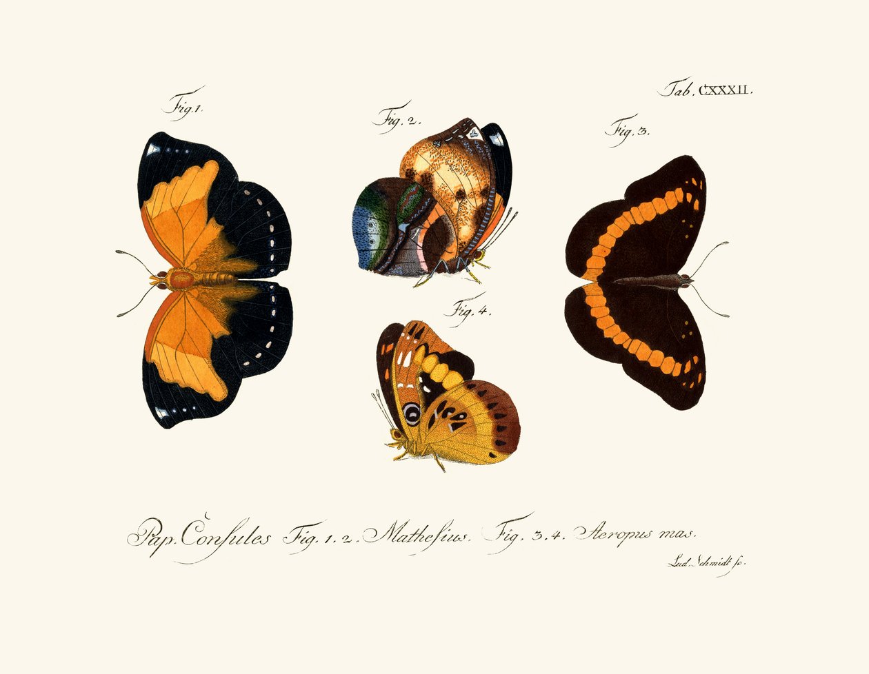 Mariposas de German School