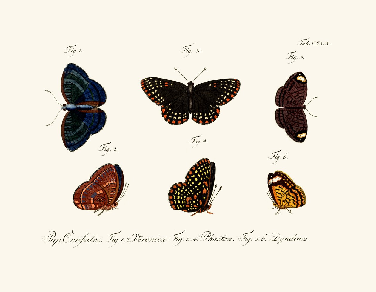 Mariposas de German School