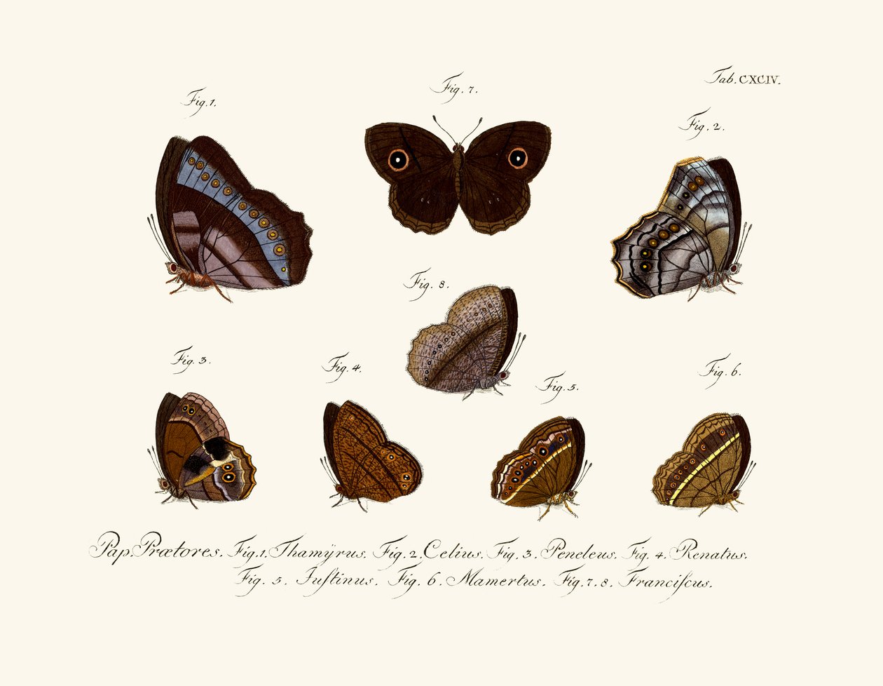 Mariposas de German School