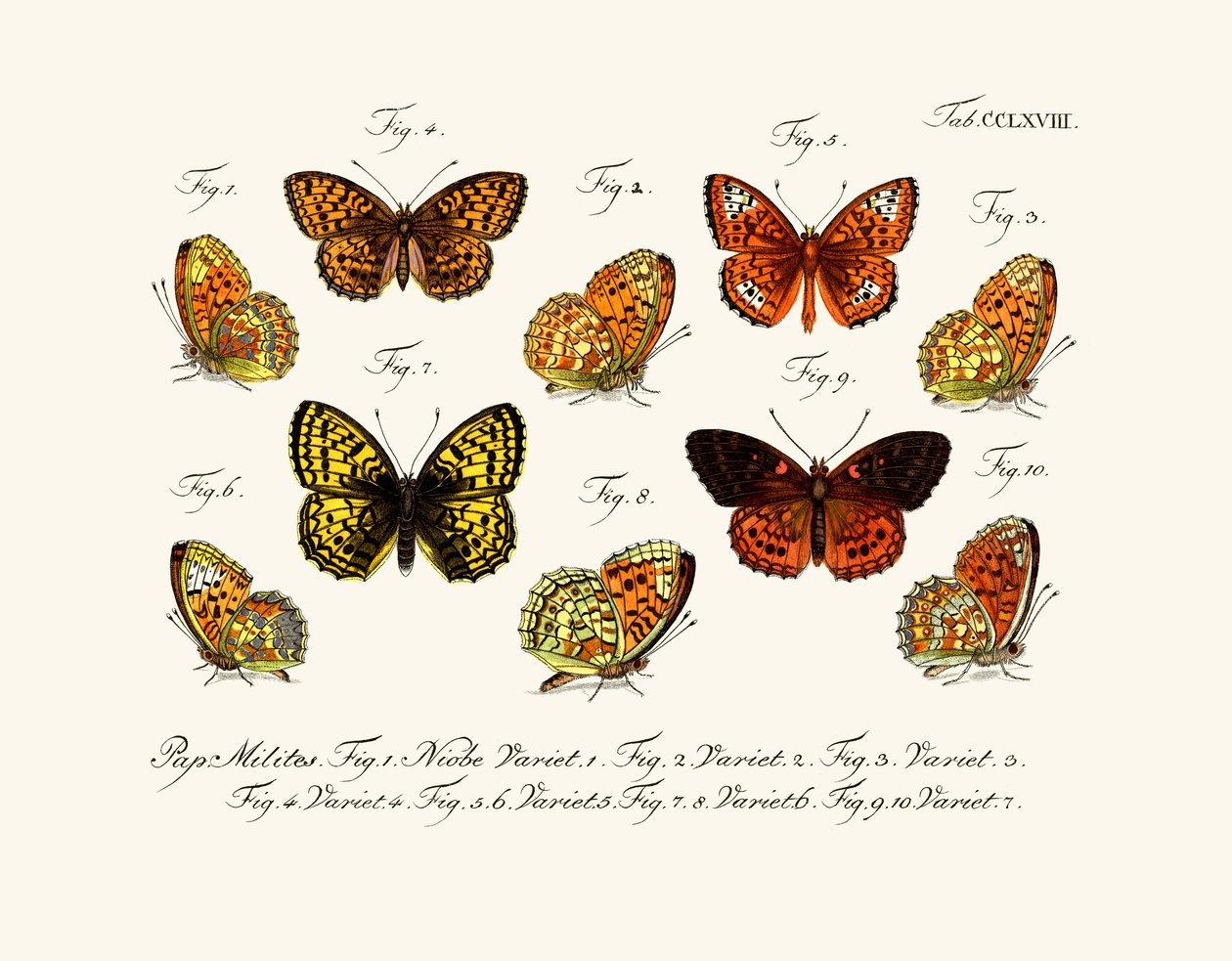 Mariposas de German School