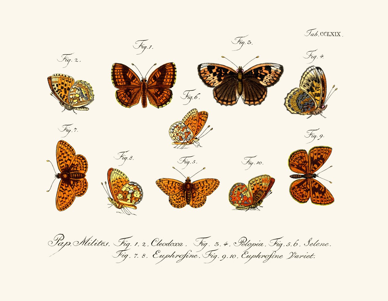 Mariposas de German School