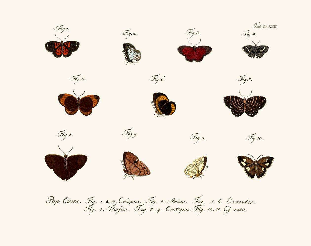 Mariposas de German School