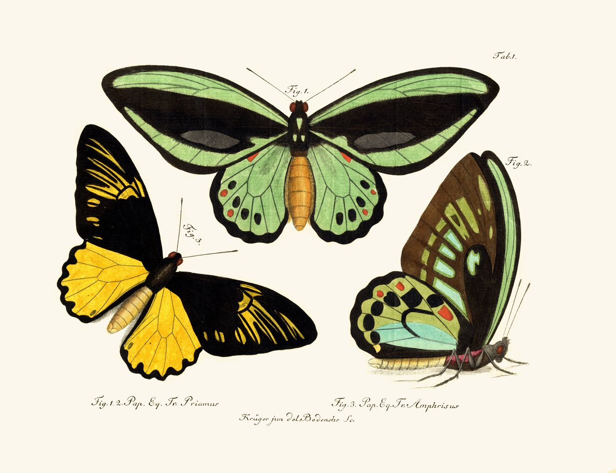 Mariposas de German School