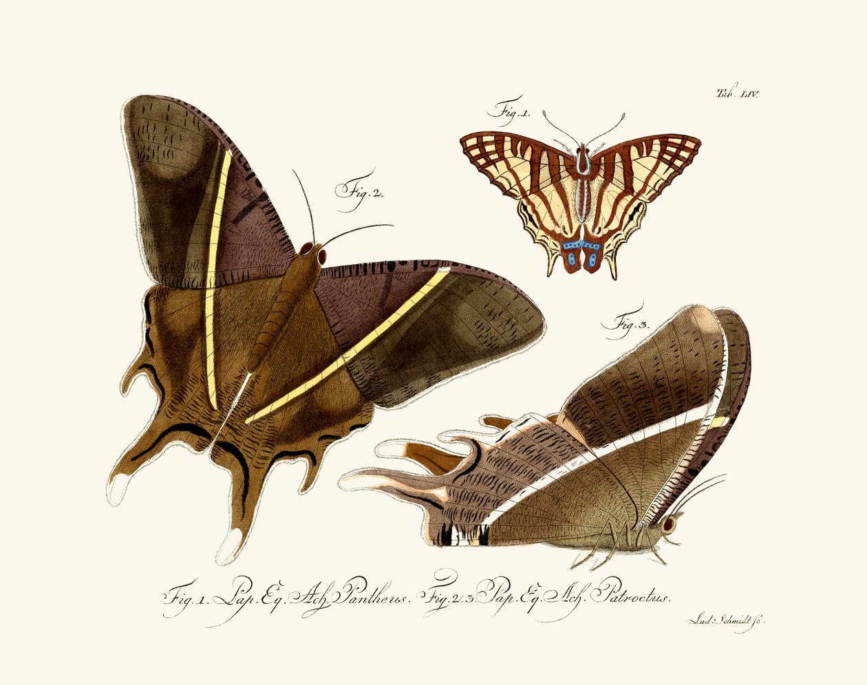 Mariposas de German School