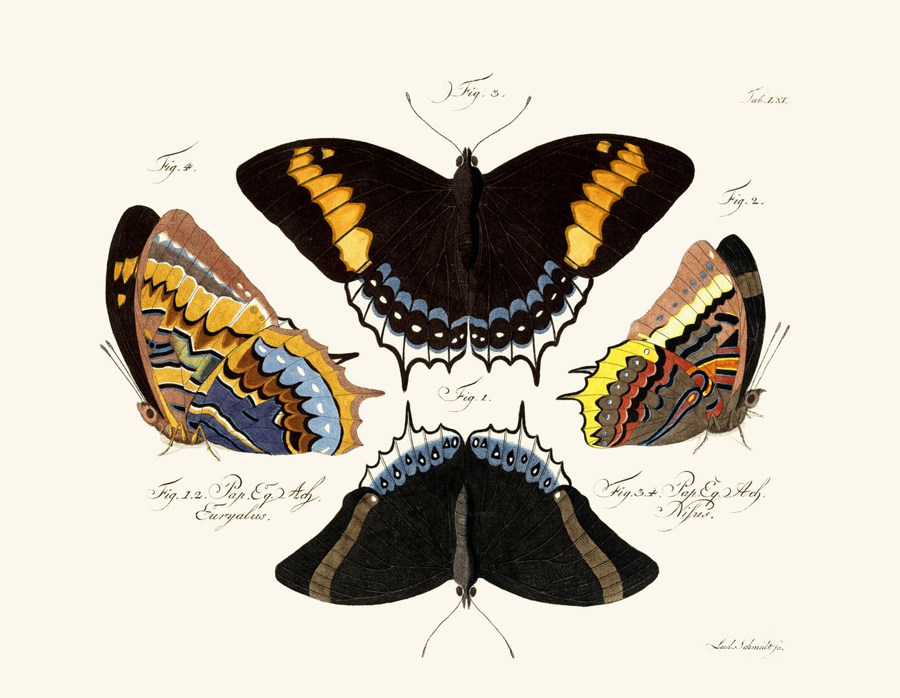 Mariposas de German School
