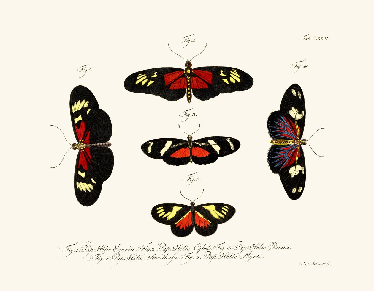Mariposas de German School